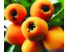 秋季养生：止咳化痰 吃7种水果最好？（5）