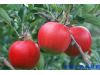 女性养生：秋季10种具有保湿功效的水果 最滋润女人（9）