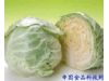 小白菜利胃卷心菜益心肾 冬季10种最佳蔬菜养生（5）
