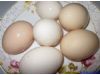 养生：过量吃鸡蛋或致耳聋？14种食物绝不能多吃（7）