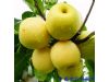 中医养生：吃水果要因人而异 点评水果的养生吃法（图）（6）