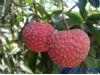中医养生：吃水果要因人而异 点评水果的养生吃法（图）（12）