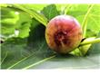 养生：秋季推荐14种祛病水果 补脾益肝健胃还养血（6）