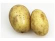 养生：土豆健脾和胃还能减肥 怎么吃有诀窍