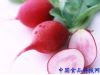 立冬萝卜赛参汤 4种萝卜食疗保健康（7）