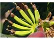 香蕉养生防癌12功效（6）