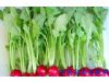 七大绿叶蔬菜 营养全能的冠军（6）
