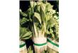 七大绿叶蔬菜 营养全能的冠军（7）