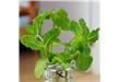春季养生：韭菜杀菌助阳 11种蔬菜助养阳（11）