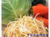 烂白菜别吃 夏季16种家常菜或引发食物中毒（3）
