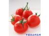 养生需知：多吃西红柿有助脂肪燃烧（组图）（6）