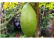 养生：木瓜能避孕！细数食物中7种“天然”避孕药