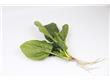芹菜春笋大量进食难消化 四大原因蔬菜也不能多吃（3）