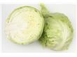 养生需知：常吃圆白菜有7大好处 含抗癌成份（3）