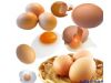 研究发现：现代鸡蛋比30年前更健康