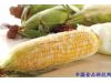 养生新知：常吃玉米可预防心血管疾病（图）