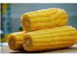 养生推荐：8种玉米的新吃法 既营养又美味（8）