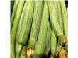 食疗养生：细数西瓜的13个食疗功效 治病效果赛良药