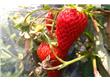 吃水果养生：草莓的十种特殊功效盘点（4）