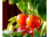 养生推荐：“平民圣果” 番茄 食用有3大注意（5）