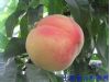 养生：14种神奇水果可治病 吃草莓培养耐心（13）