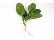 食疗养生：酸奶西兰花 推荐10种食物轻松得长寿（7）