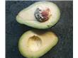 盘点秋梨的各种养生功效和食疗讲究（2）