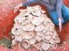 云南玉溪发现最大蘑菇重达82.8公斤
