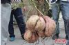 湖南郴州一村民家挖出24斤重“红薯王”