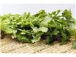 绿叶蔬菜有10大健康好处：预防癌症 保护视力（6）