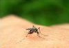 夏季蚊虫多 如何有效止痒驱蚊