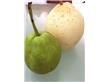 打蜡苹果爆炸西瓜 10种“易容”水果损害健康（5）