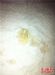 福州85度C面包被曝吃出异物 呈淡黄色透明状