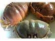 螃蟹腹背有小孔传说中的“针眼蟹”？