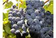 葡萄能安神助眠促进消化 如何正确清洗葡萄