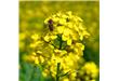 花季来临 小心花粉过敏症