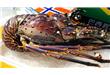 厦门海鲜市场进口龙虾哪只更生猛