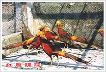 红腹锦鸡养殖