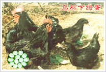 绿壳蛋鸡的养殖
