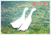 白鹜鸭的养殖