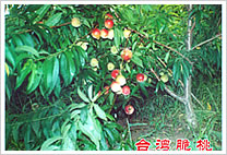 台湾甜脆桃