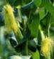 玉米须提取物Corn Stigma P.E.