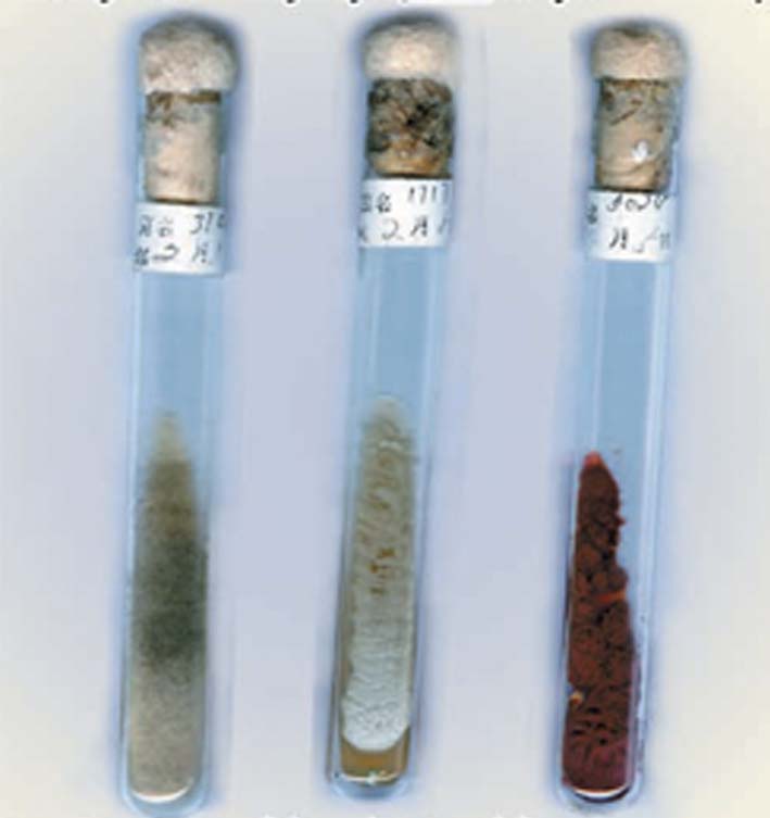 各种霉菌和酵母试管菌种
