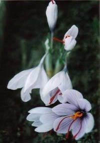 藏红花（saffron）