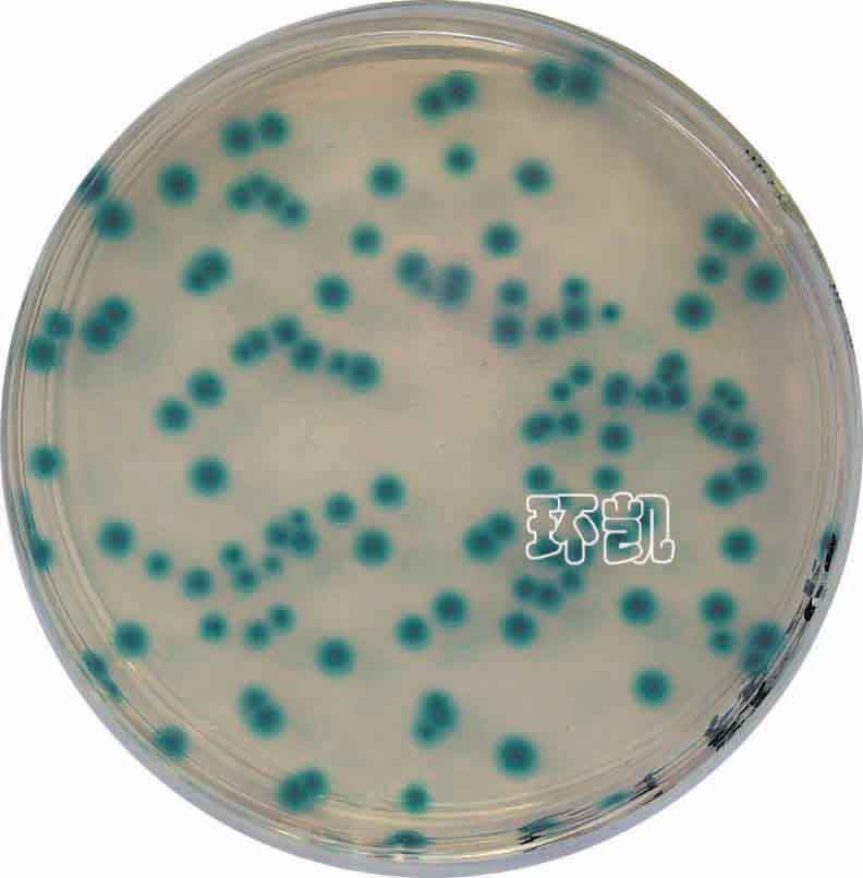 大肠菌群显色培养基