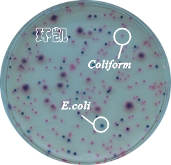 大肠菌群和大肠杆菌显色培养基