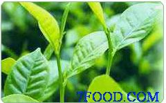 绿茶提取物-GMP企业