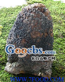 长白山野生桦褐孔菌
