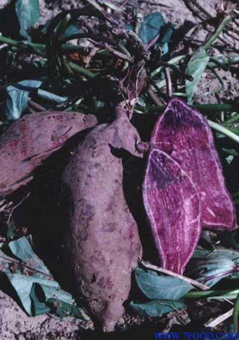 预订紫红薯苗