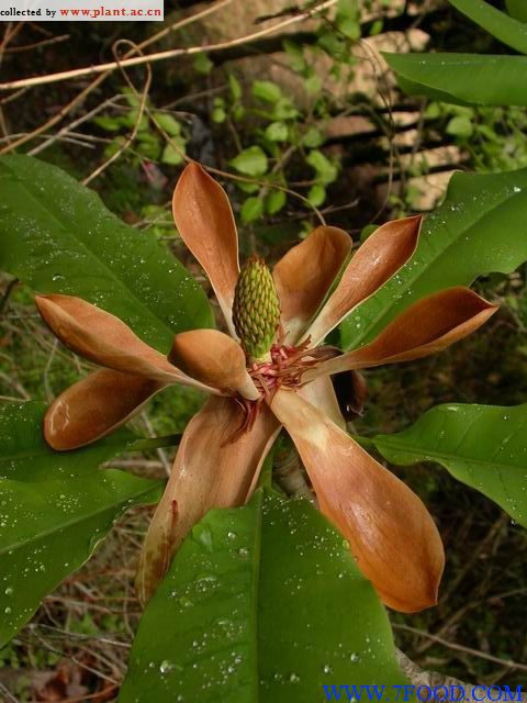 厚朴提取物Magnolia Cortex P.E.